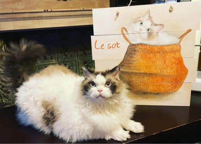 Chat dans panier